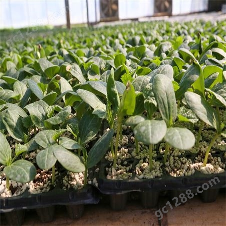 丰裕 丝瓜种子 种苗 早春种植 穴盘基质育苗 产量较高